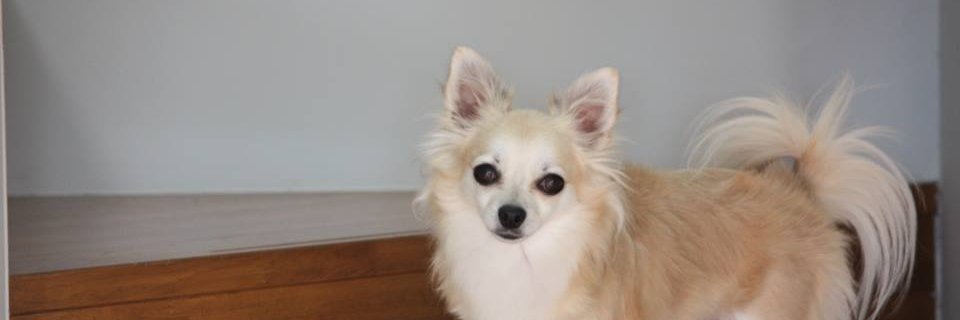 たいちゃん☆ banner