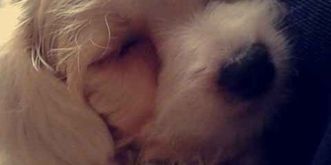 Maud_ms's profile banner image