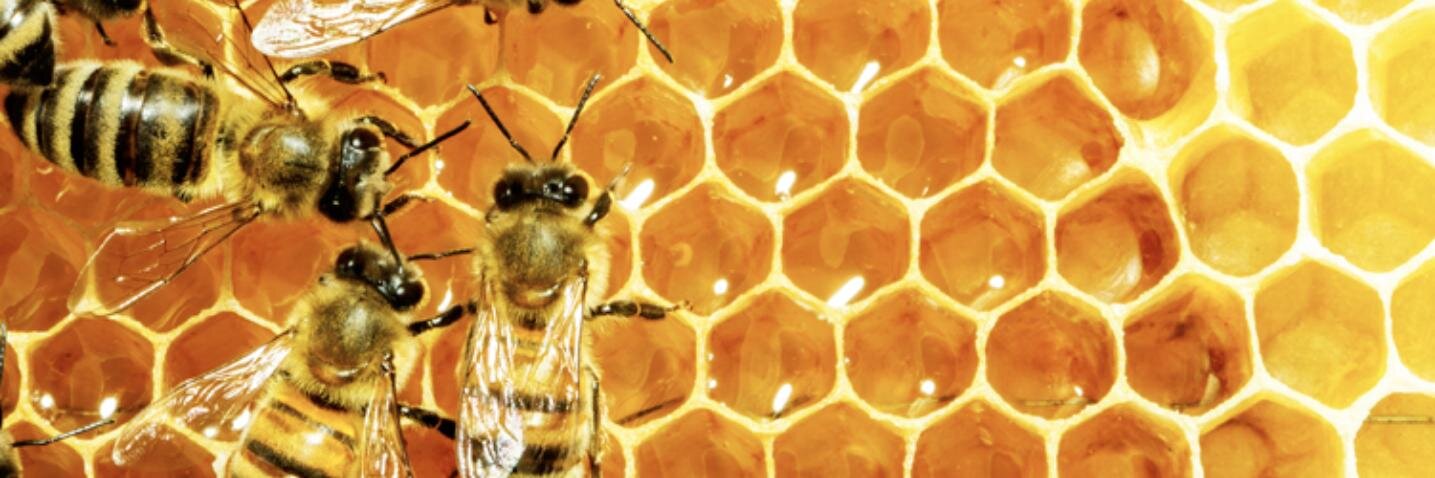 UofTBEES's profile banner image
