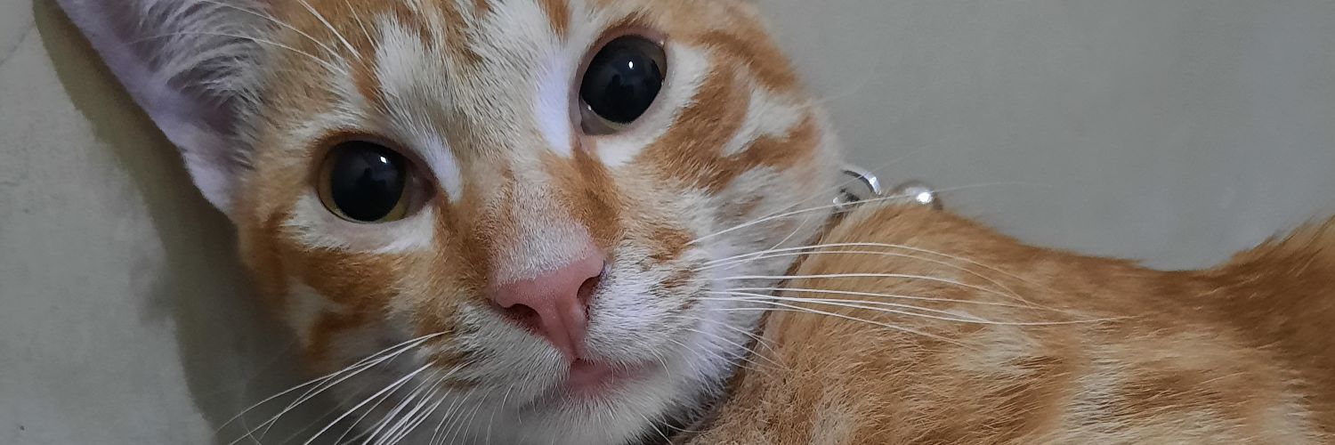 anisaffnrr's profile banner image