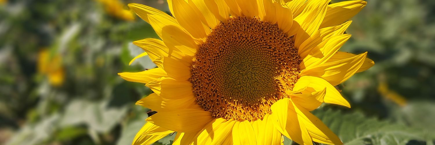 Tracey Bombard banner