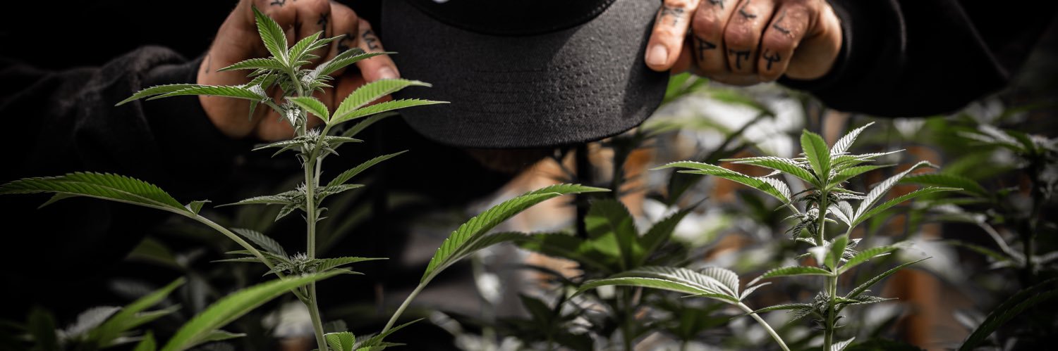 HempZoo's profile banner image