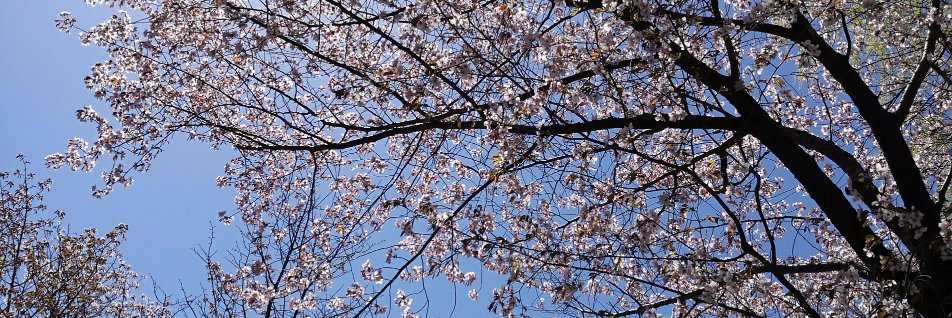 ikusuke_'s profile banner image