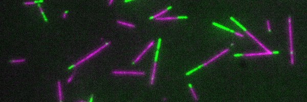 BechstedtLab Profile Banner