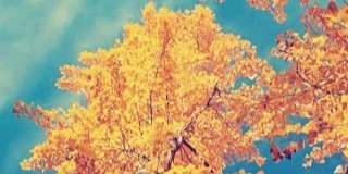 JecaPereca10's profile banner image