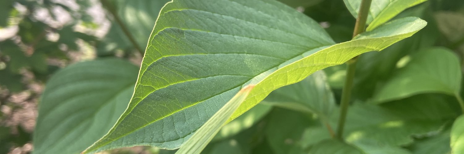 immortal shithead banner