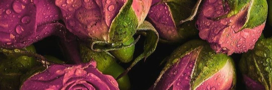 Flower30rr's profile banner image