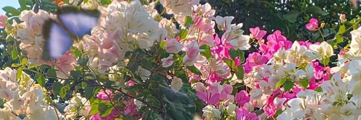 FlorchuBinetti's profile banner image