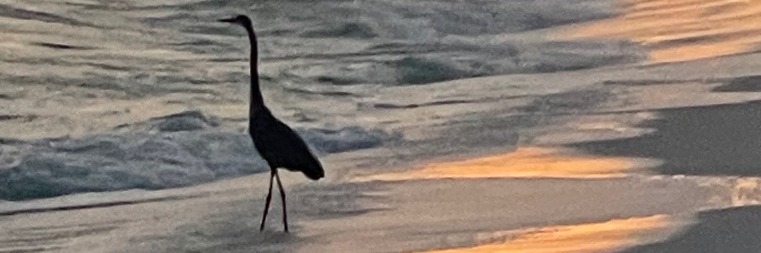 Shadow of BlueHeron banner