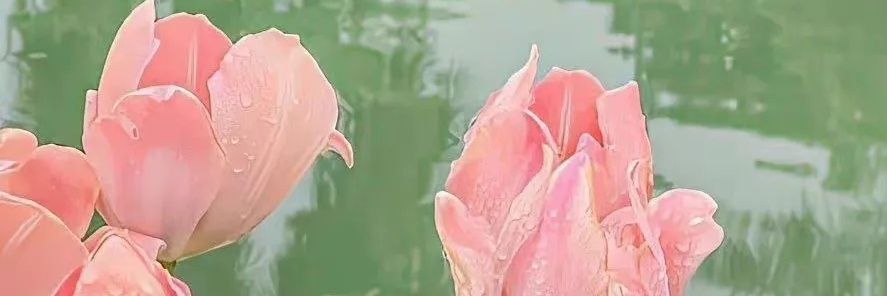 NightMarrepeach's profile banner image