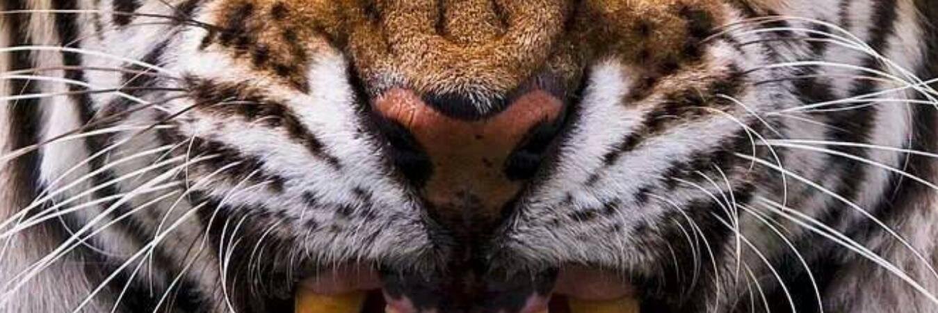 ffacciobarrera's profile banner image