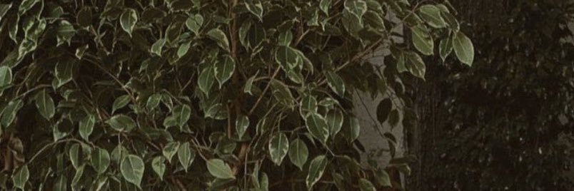 tahani358's profile banner image