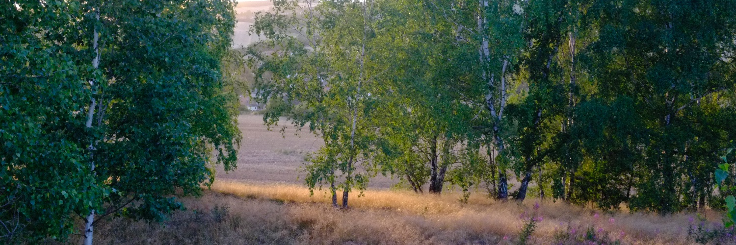 Ivo Gabrowitsch banner