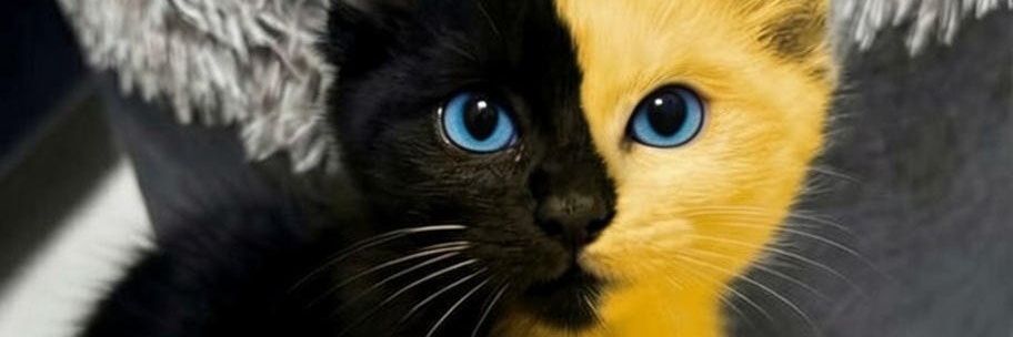 Zyro banner