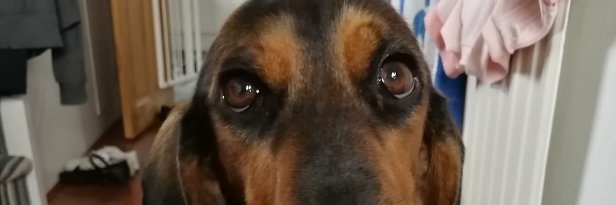 bowsherbear's profile banner image