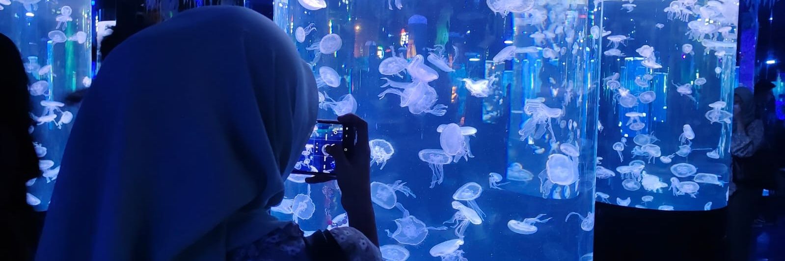 bukan ubur-ubur biasa banner