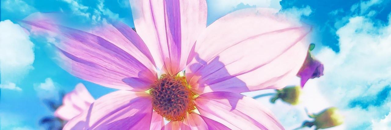 FloweringRabbit's profile banner image