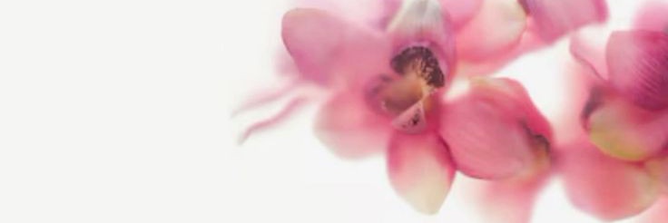 pasrtries's profile banner image