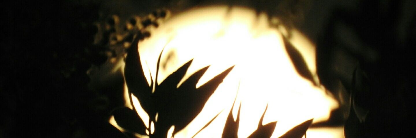 fesameem's profile banner image