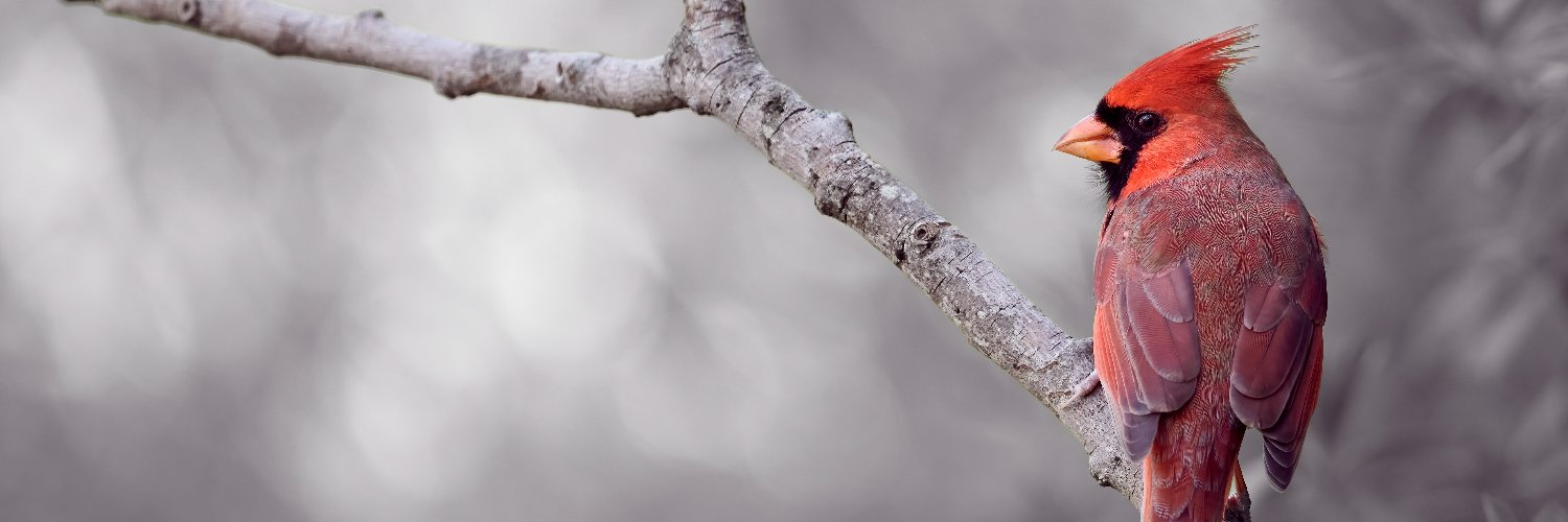 Corby Amos Photography's banner