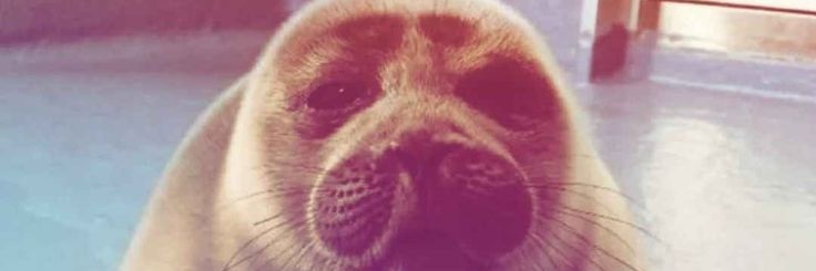 Sirdragon15's profile banner image