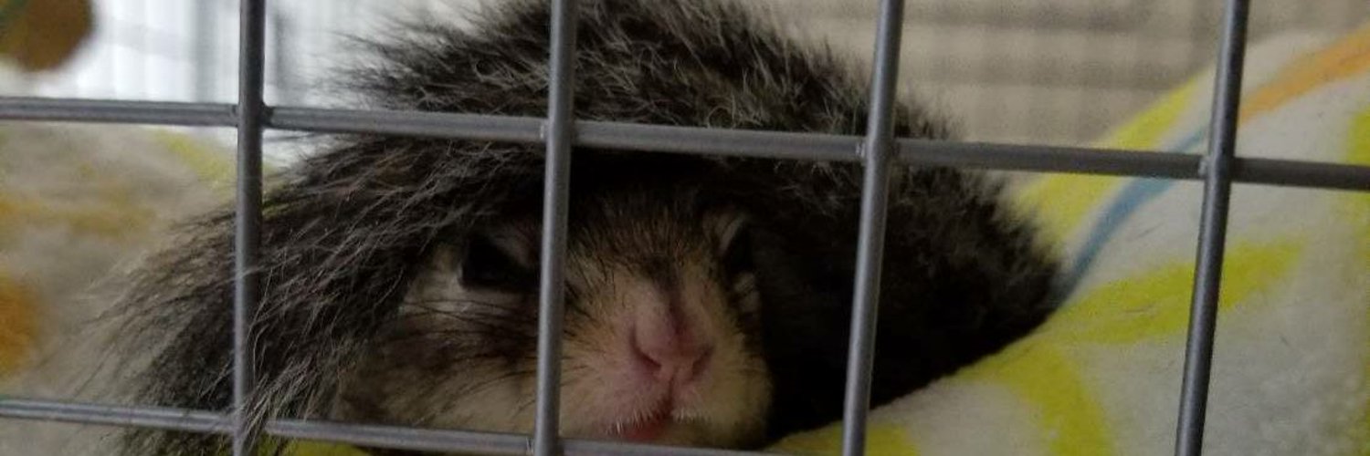 『アンバー』🍡🍀 banner