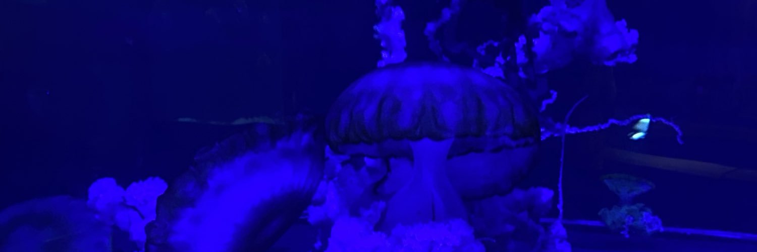 estukiss's profile banner image