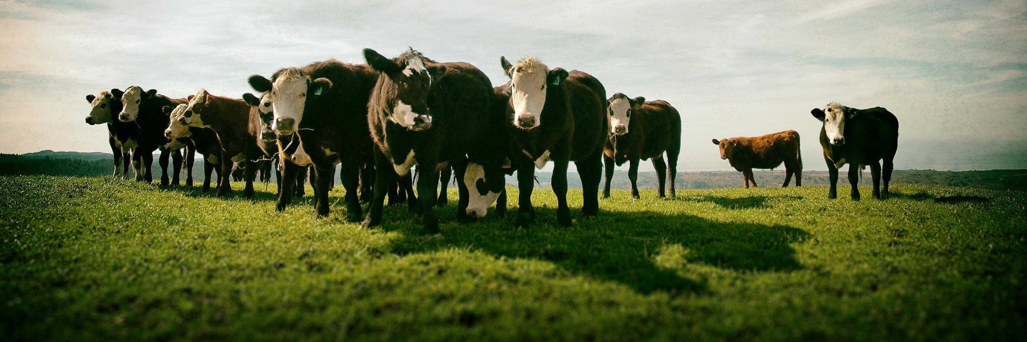 LeftCoast GrassFed banner