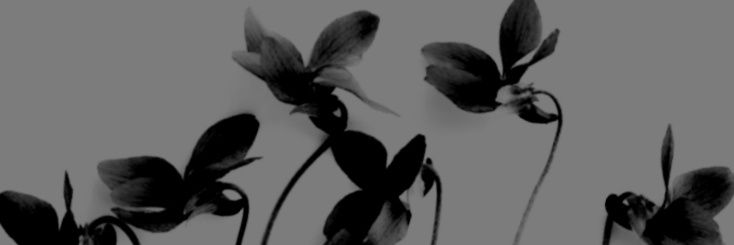 夜來香　yè lái xiāng banner