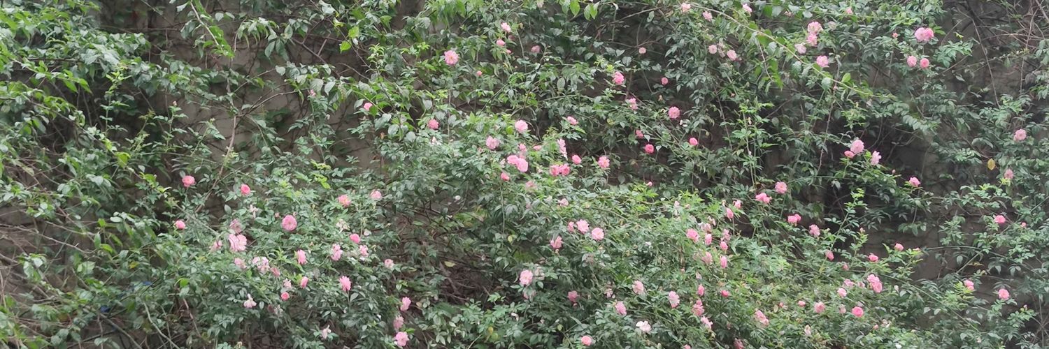 lmssml12579's profile banner image