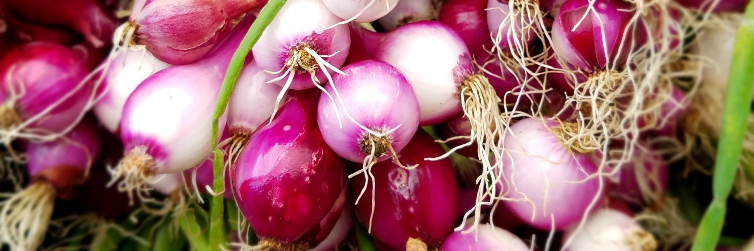 Foodista banner