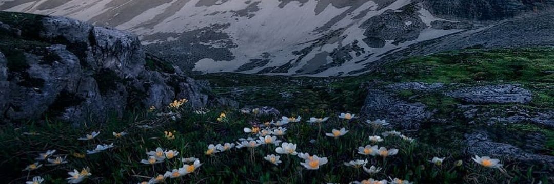 alirezapz1354's profile banner image