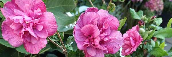 flora45854198 Profile Banner