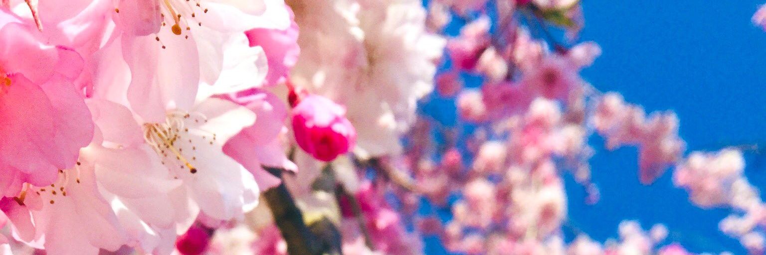 きの banner