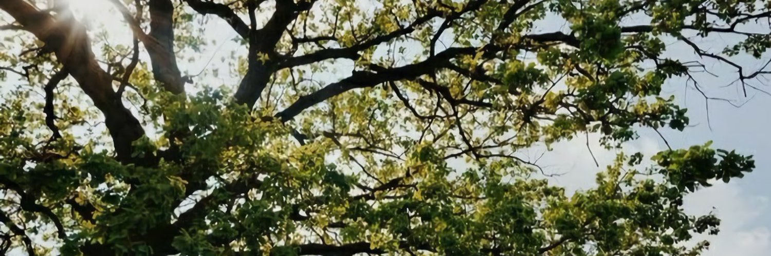 𝕮eline. banner