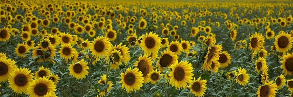 emhadley1 Profile Banner