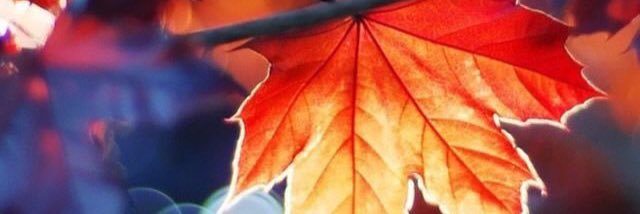 SaphCastlexx's profile banner image