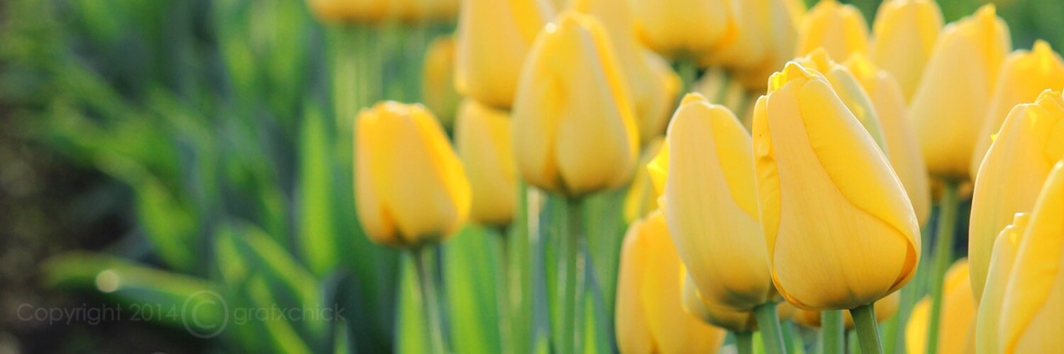 DebbyDaudelin's profile banner image