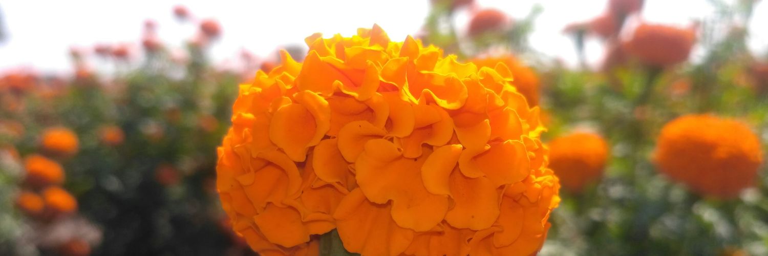 D_satish_'s profile banner image