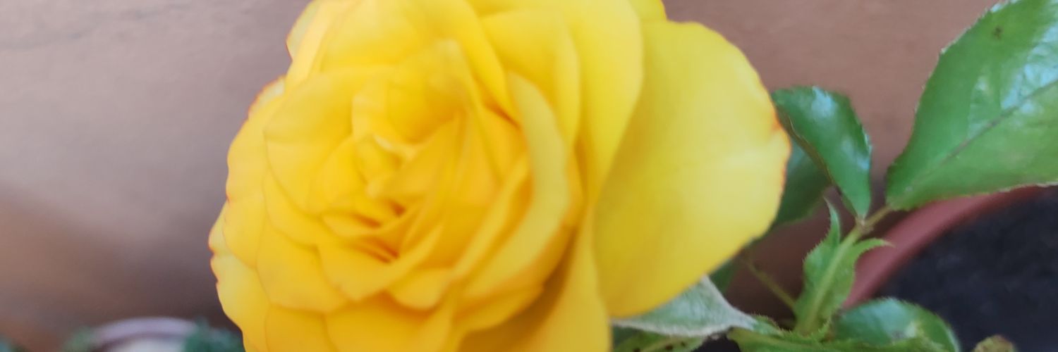 FLALYNE's profile banner image