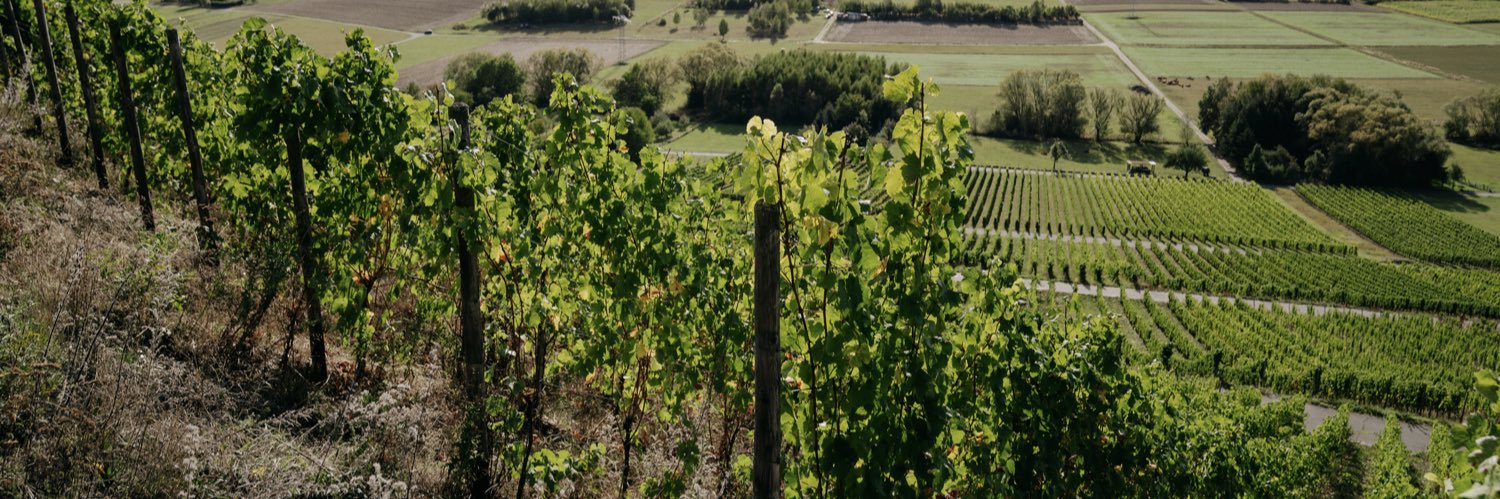 Grapes On Chain banner