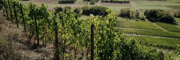 grapesonchain Profile Banner
