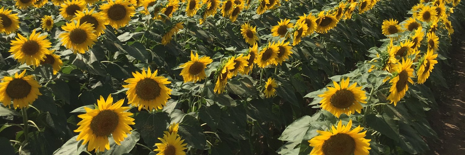 hayaton630's profile banner image