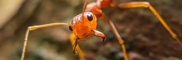 amreczy Profile Banner