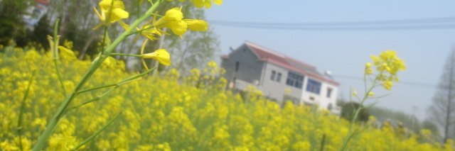 滁鮋's banner