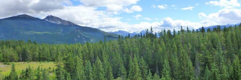 MtnHolly's profile banner image
