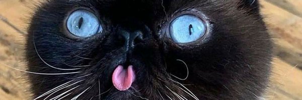 bognogus Profile Banner