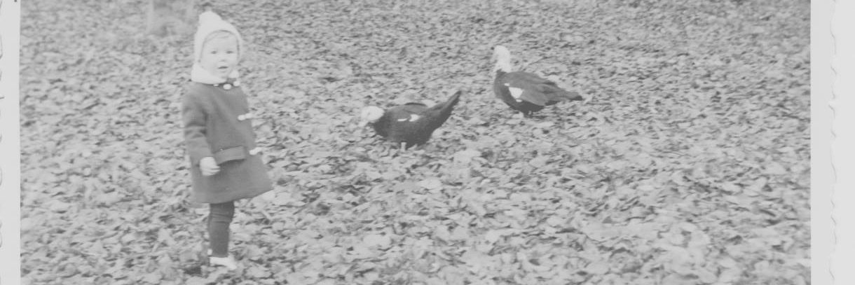 birdy banner