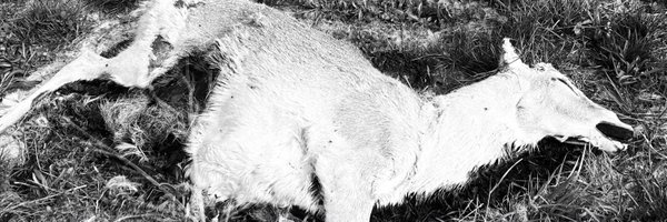 MissouriShawn Profile Banner