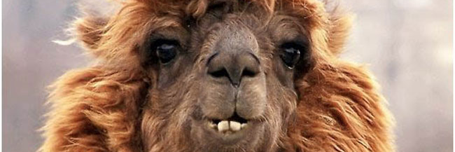 Jon Schlossberg banner